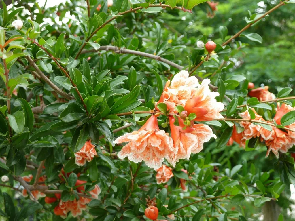 Флора