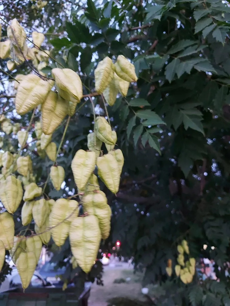 Чайная беседка