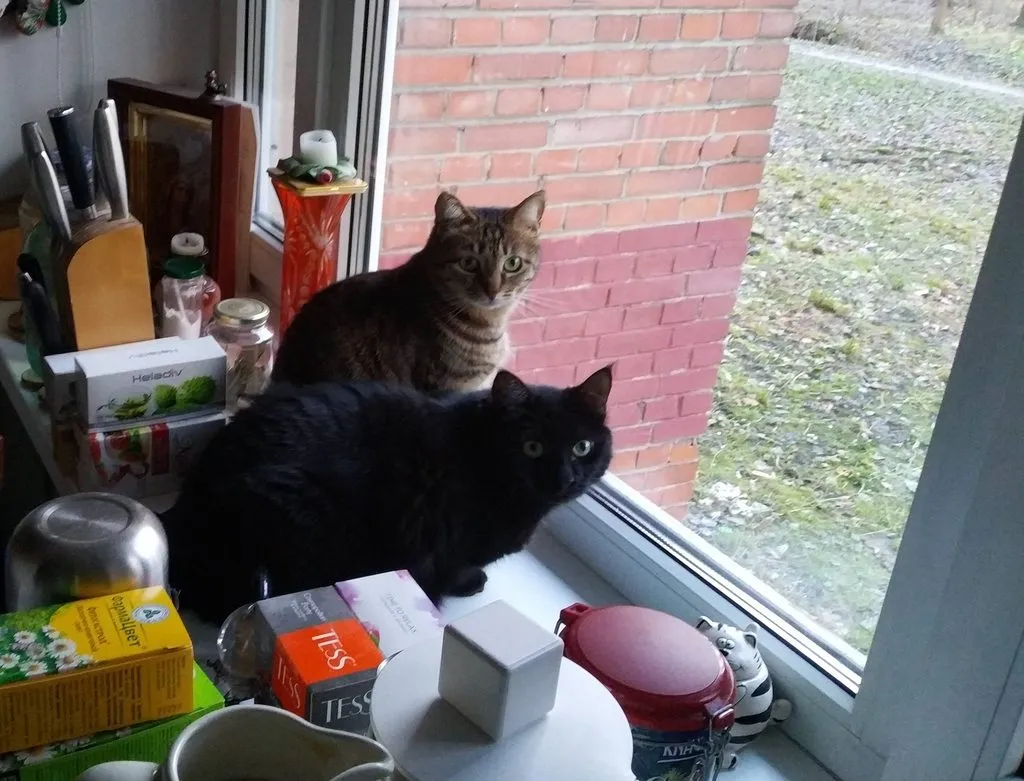 Кафе «У пани Сони»