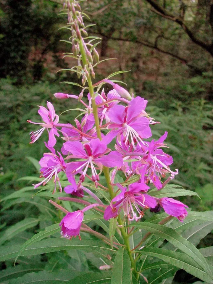 Чайная беседка