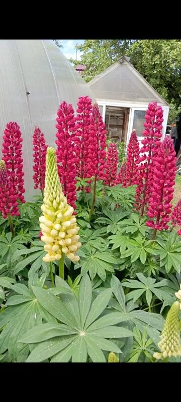 Чайная беседка