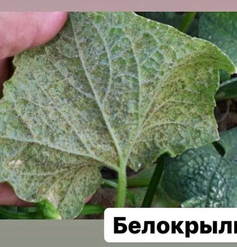 Сажаем, растим, собираем урожай…