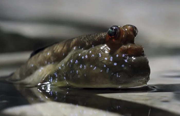 Рыбы, которые ходят по суше