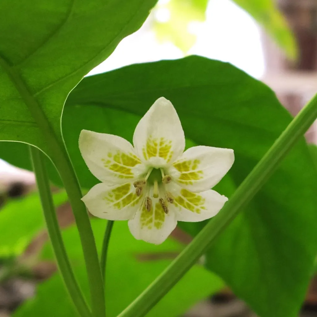 Чайная беседка