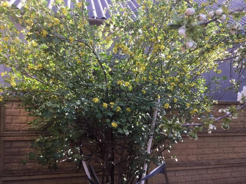 Чайная беседка