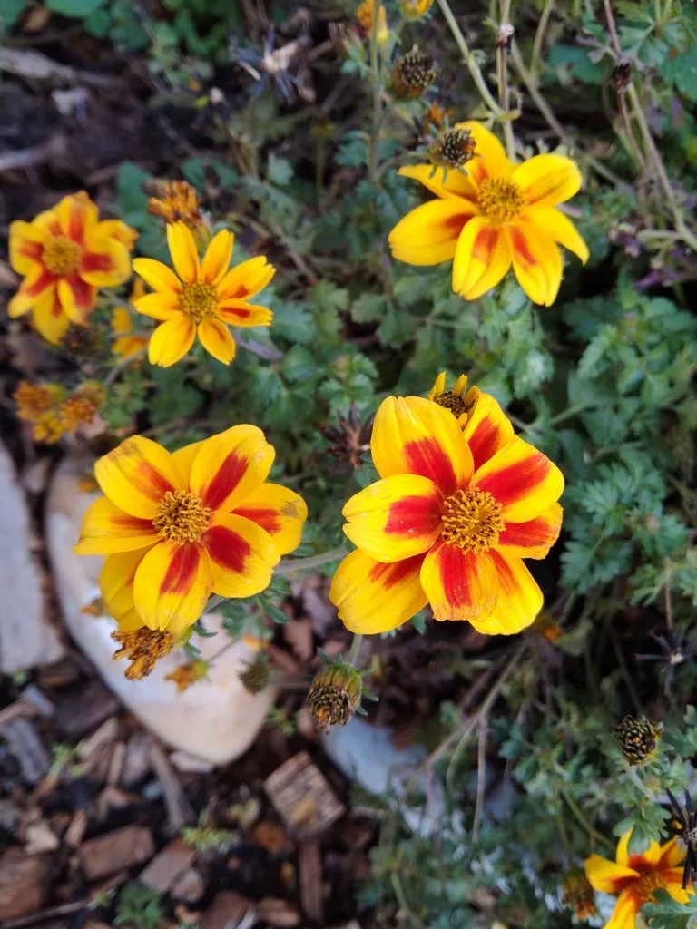 Чайная беседка