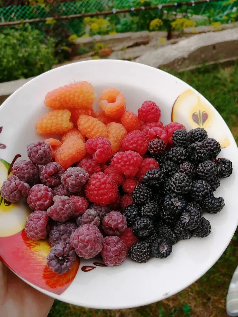 Чайная беседка