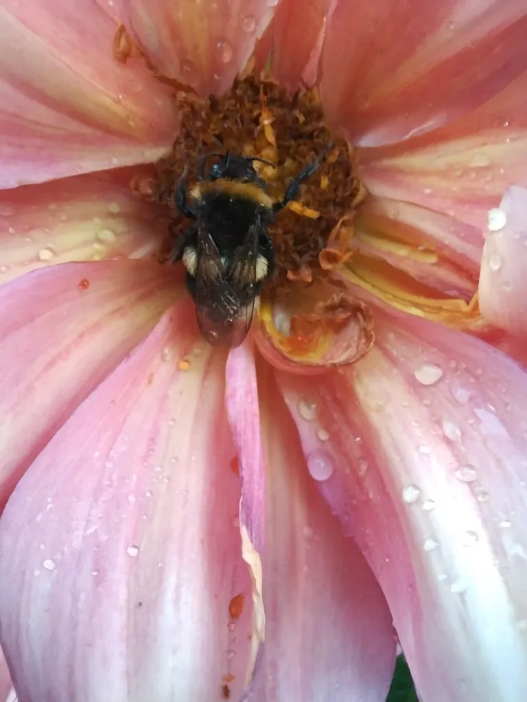 Чайная беседка