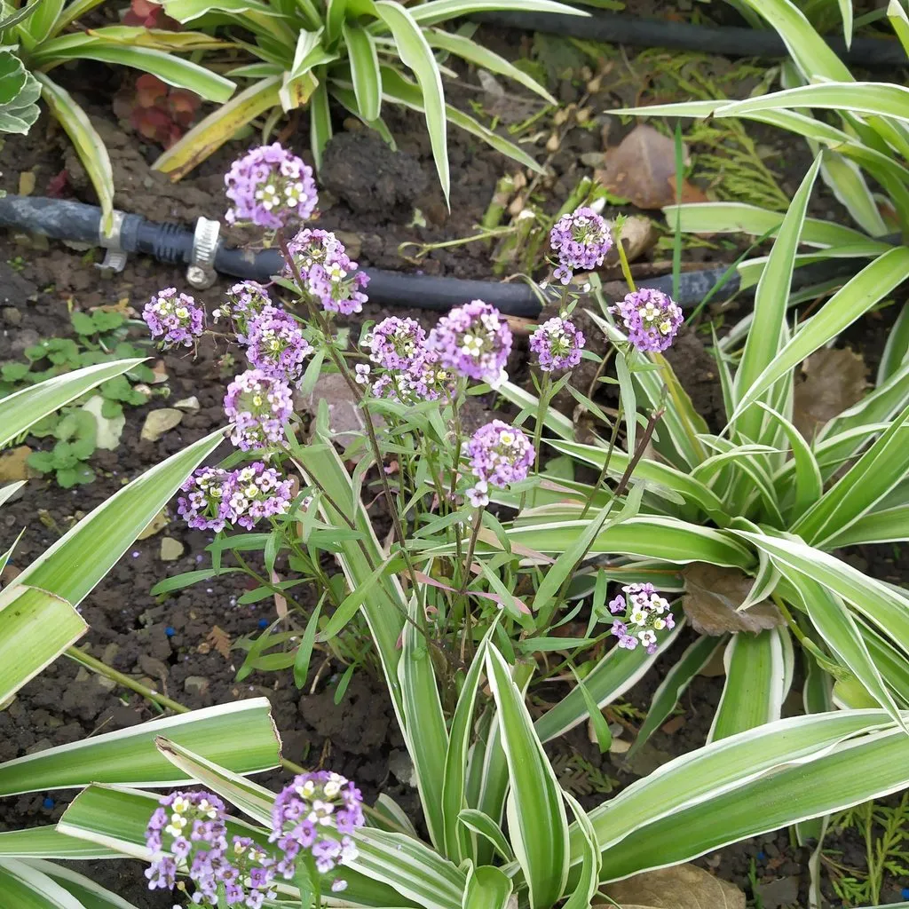 Чайная беседка