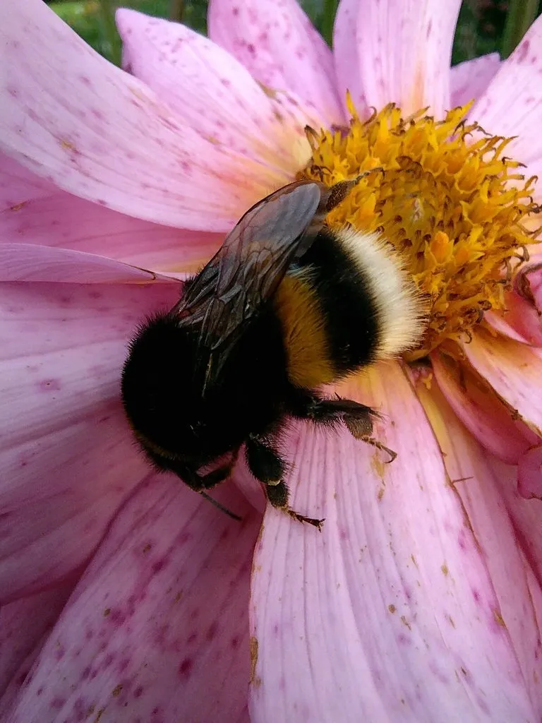 Чайная беседка