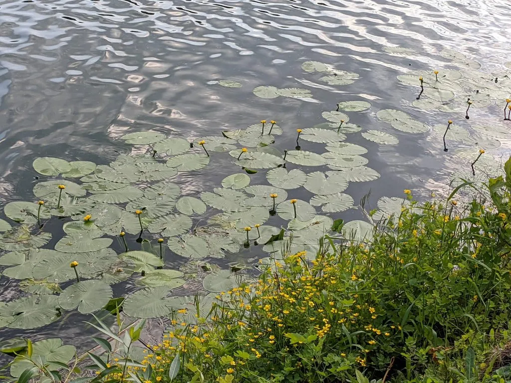 Чайная беседка