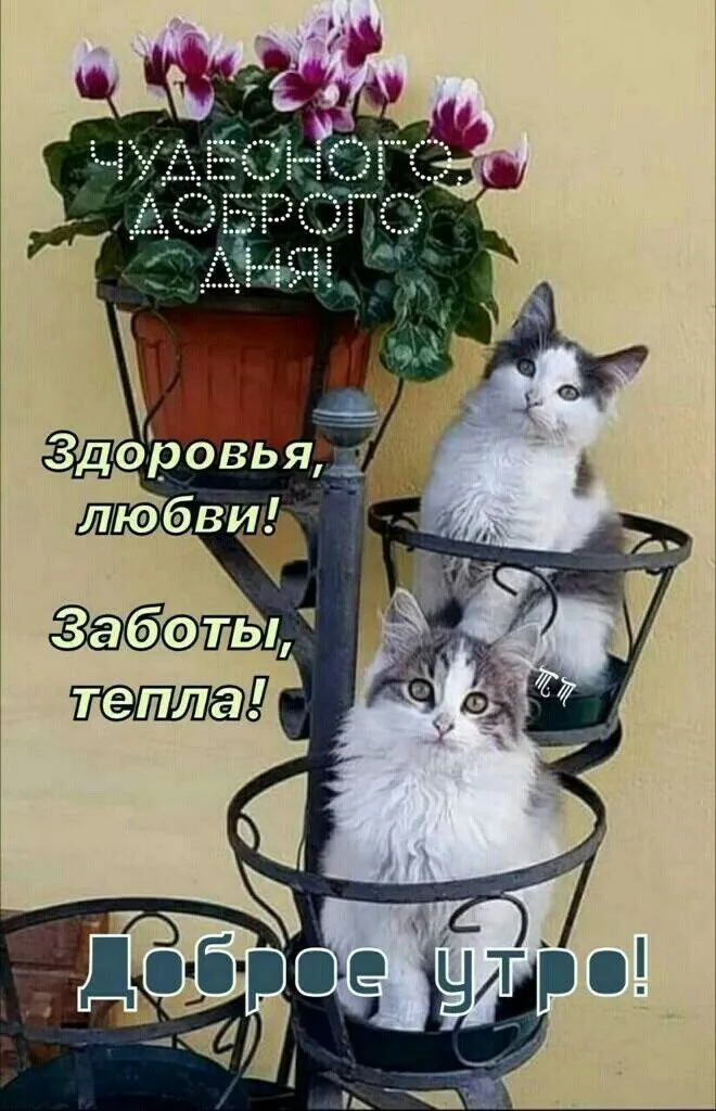 Кафе «У пани Сони»