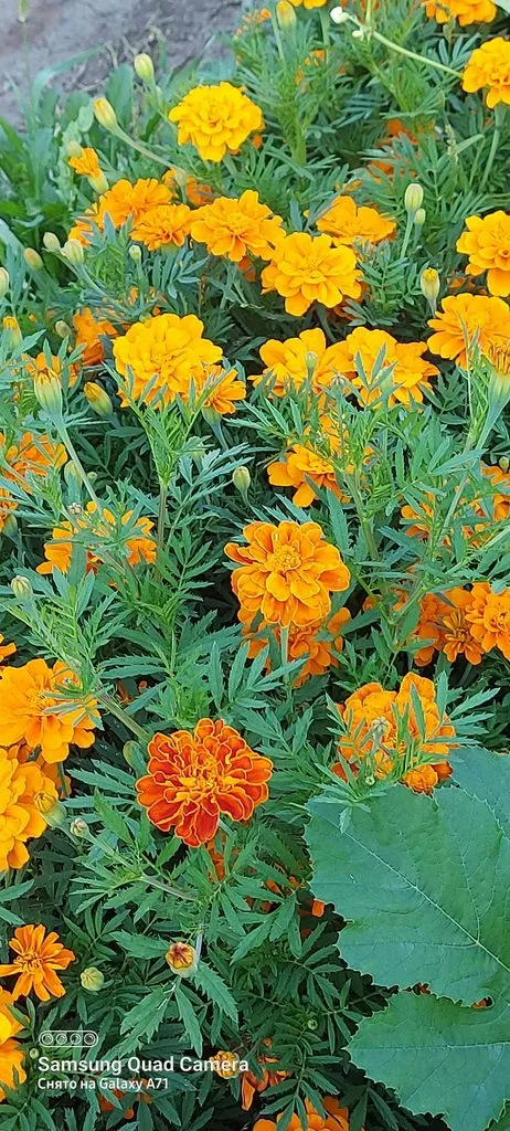 Чайная беседка