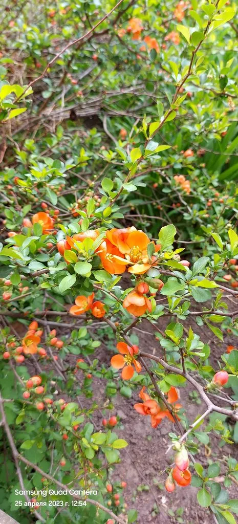 Чайная беседка