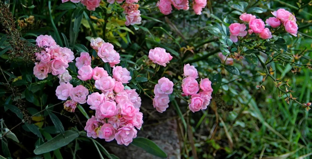 Чайная беседка