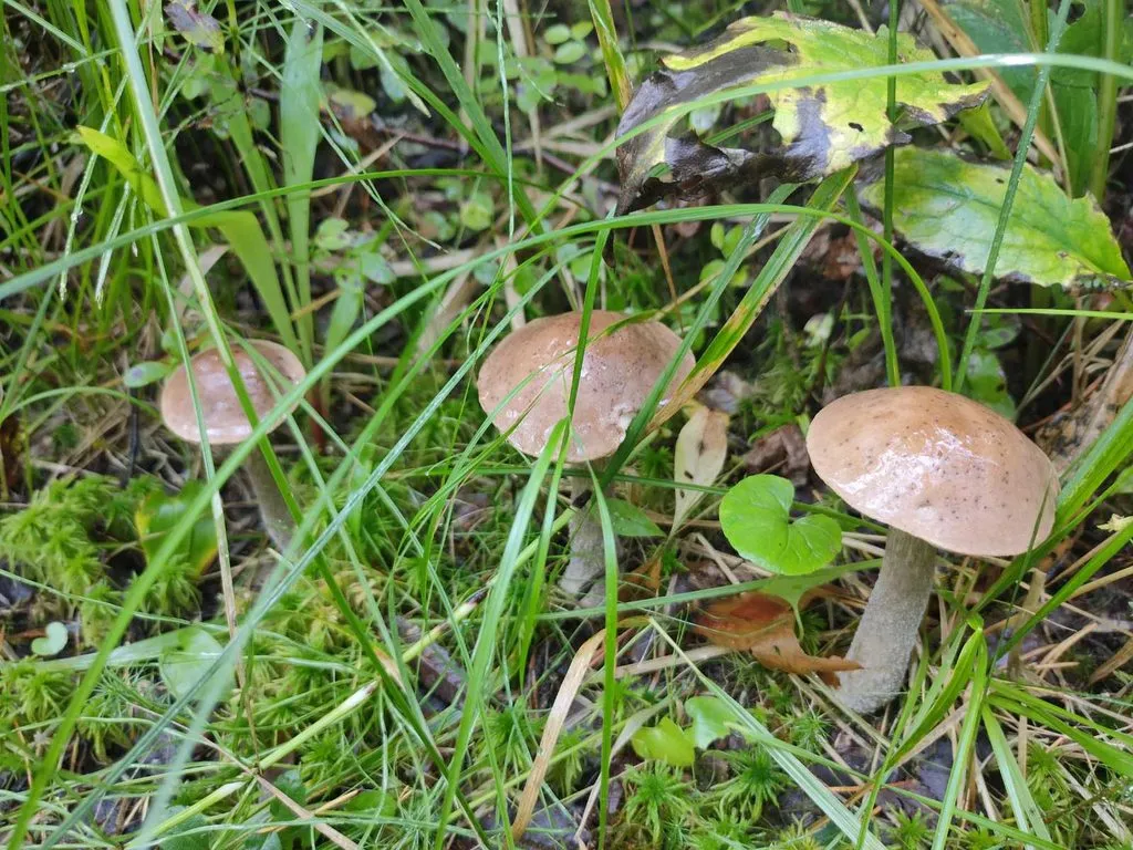 По грибы с лукошком