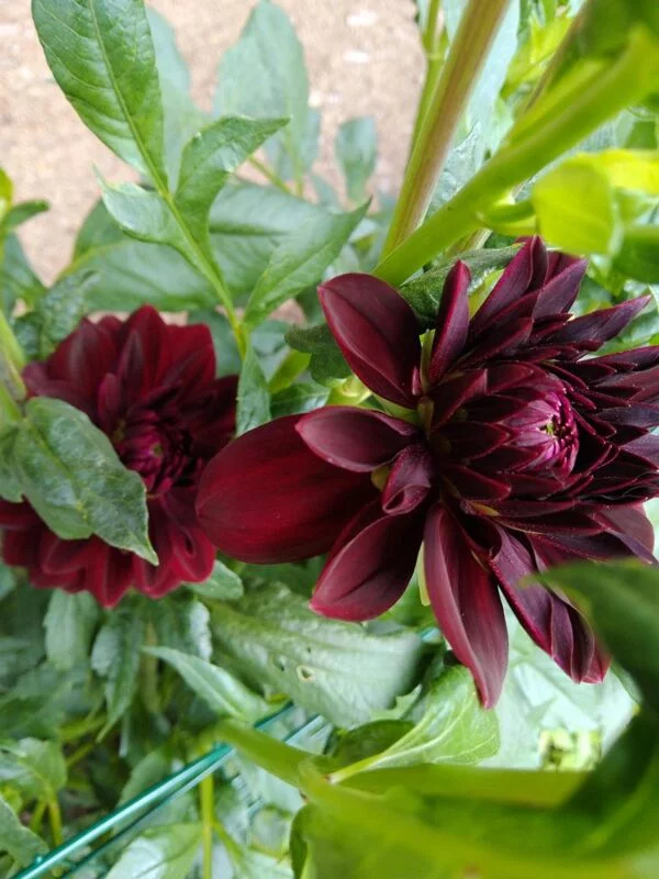 Чайная беседка