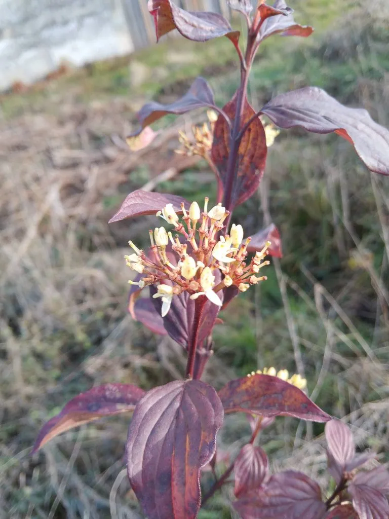 Чайная беседка