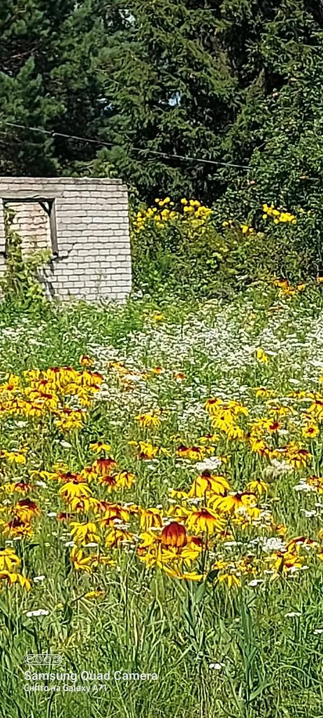 Чайная беседка