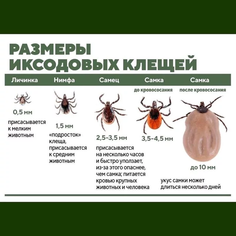 Медицинская инфографика