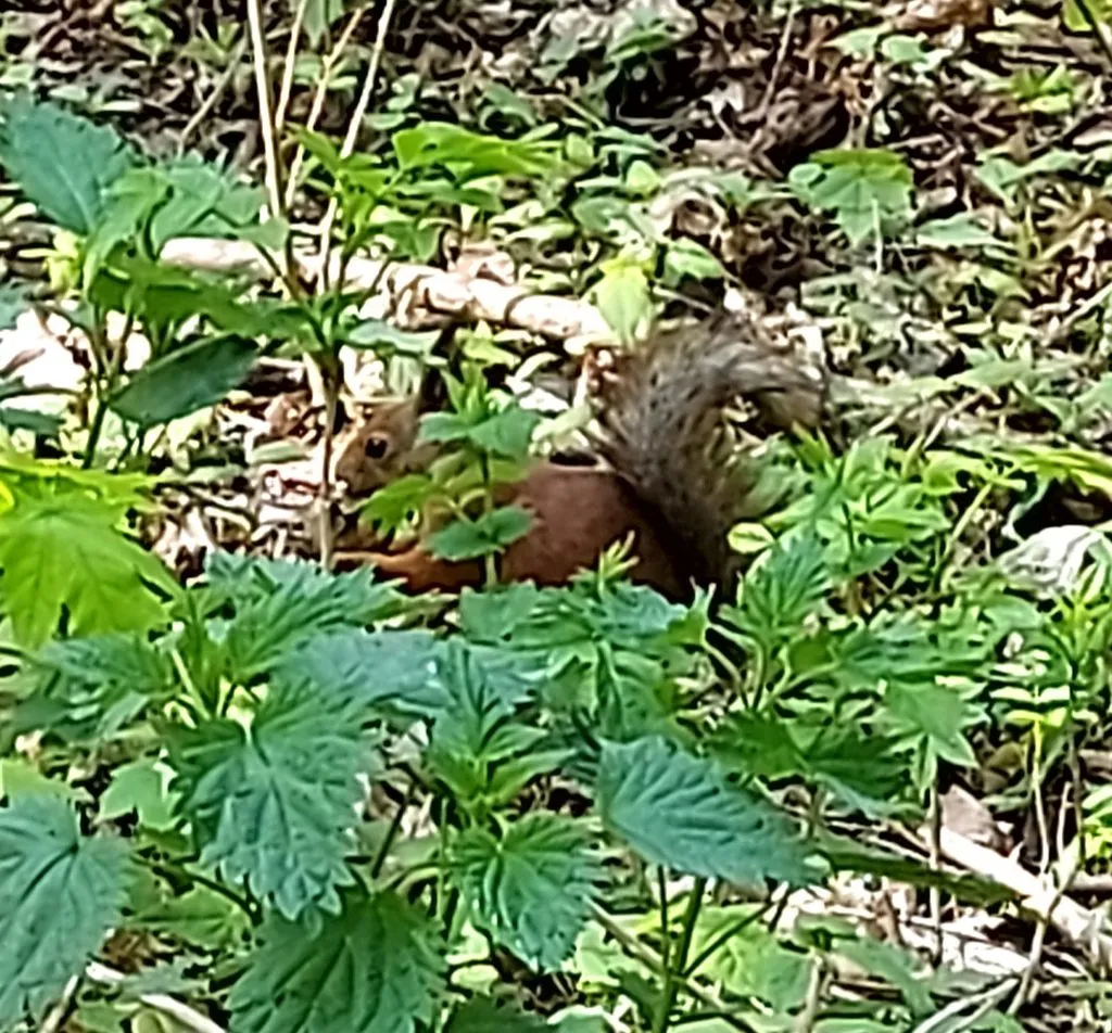 Чайная беседка