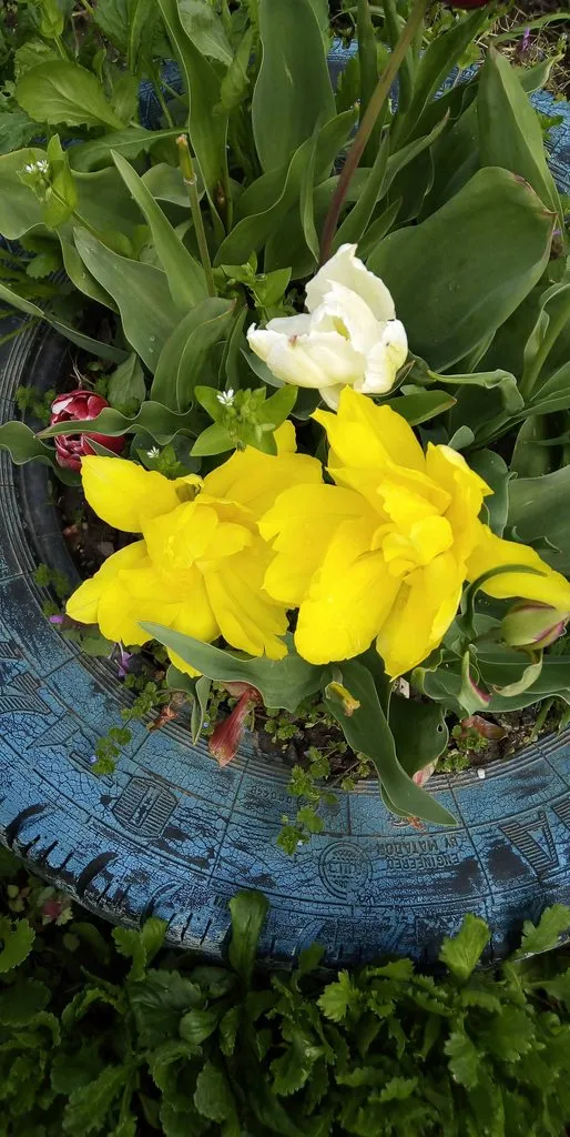 Чайная беседка