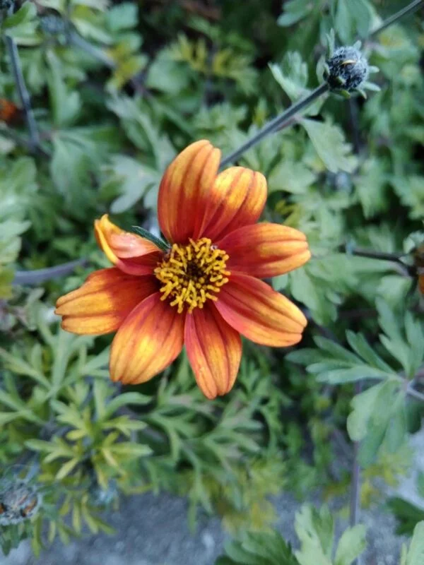 Чайная беседка