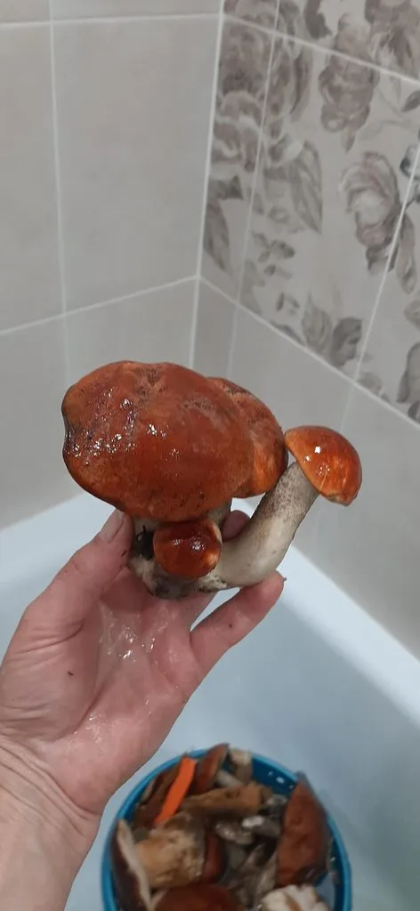 По грибы с лукошком