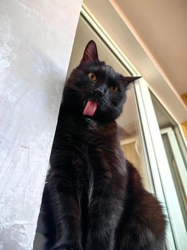 Tapтaлeтки & Ко