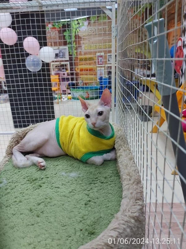 Чайная беседка