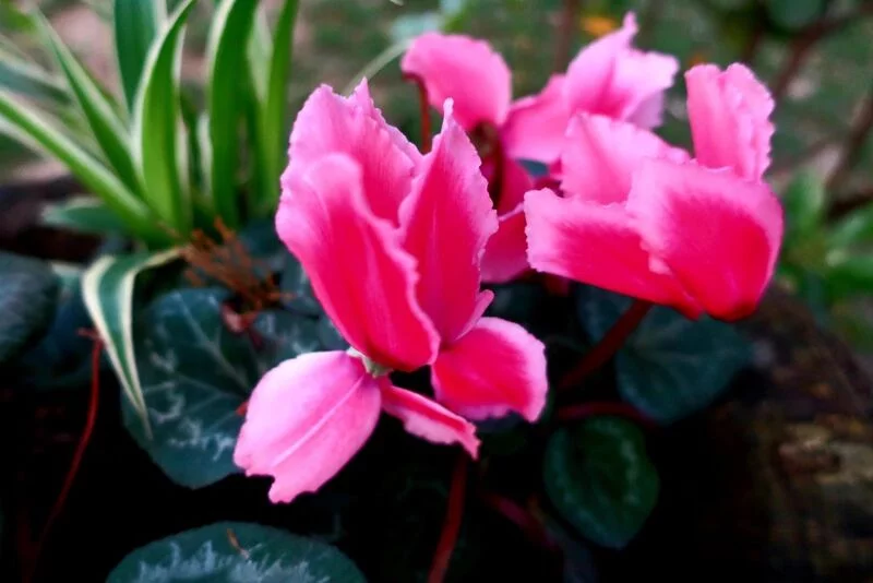 Чайная беседка