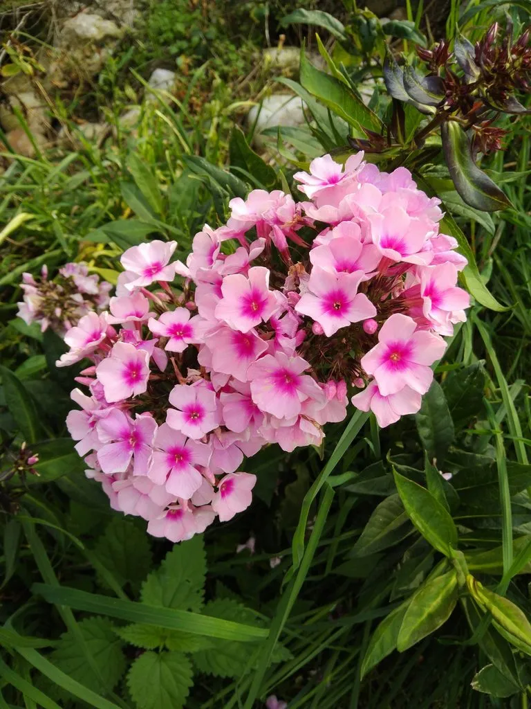 Чайная беседка