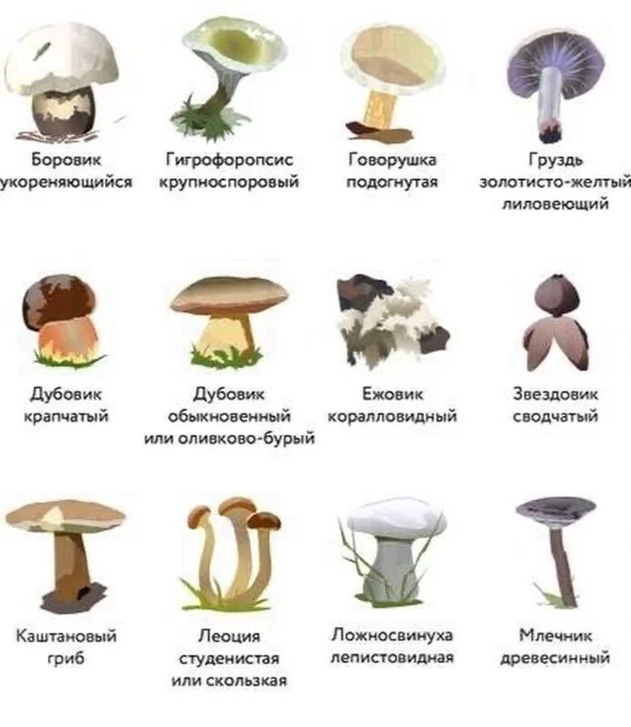 По грибы с лукошком