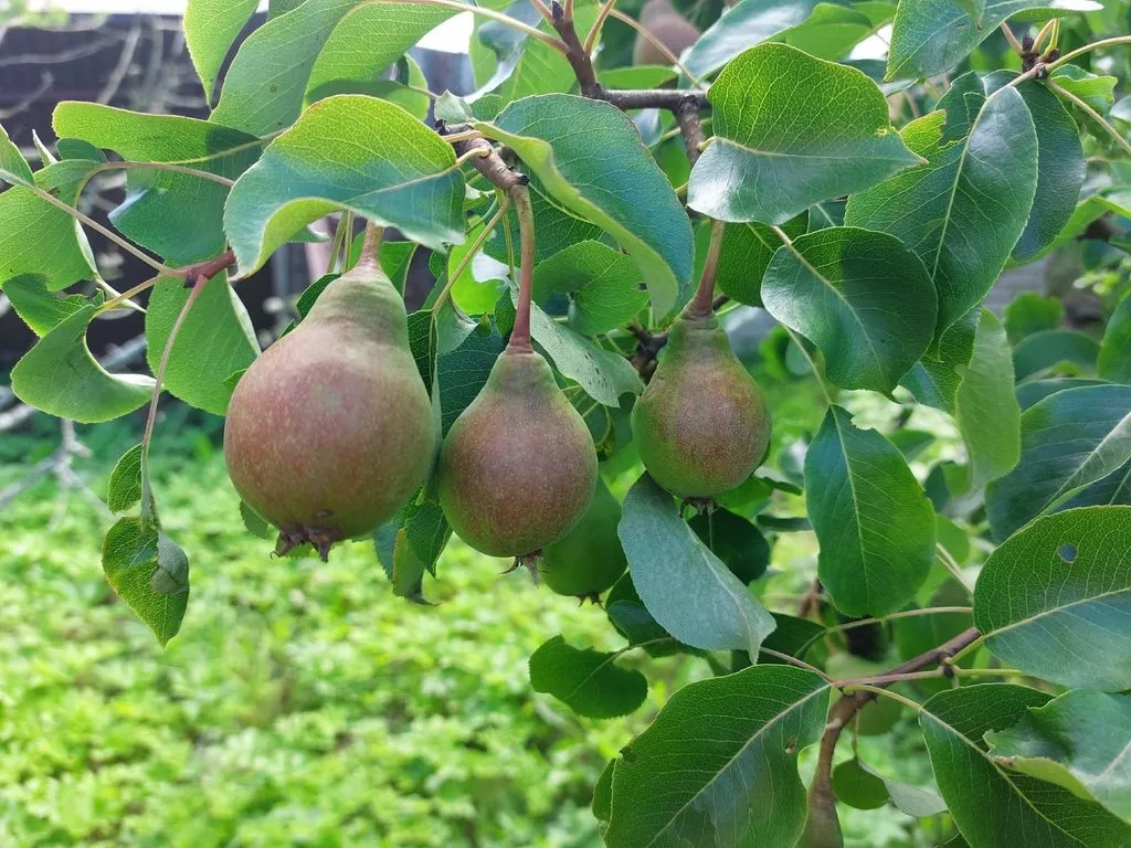 Флора