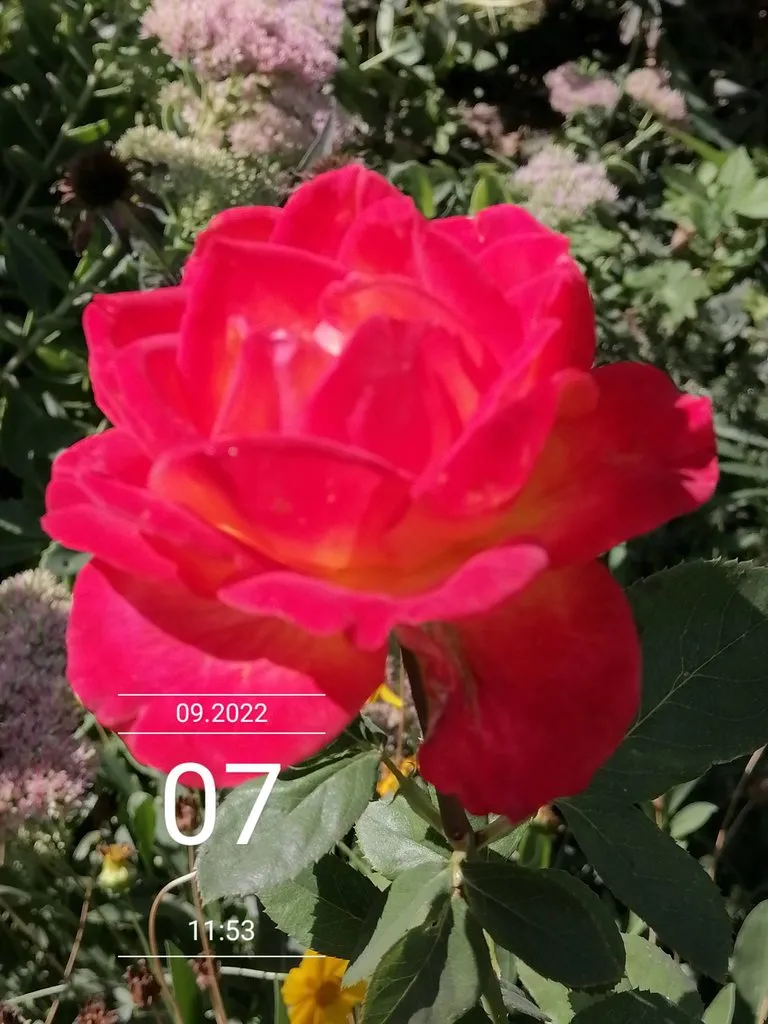 Чайная беседка