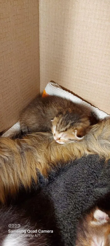 Tapтaлeтки & Ко