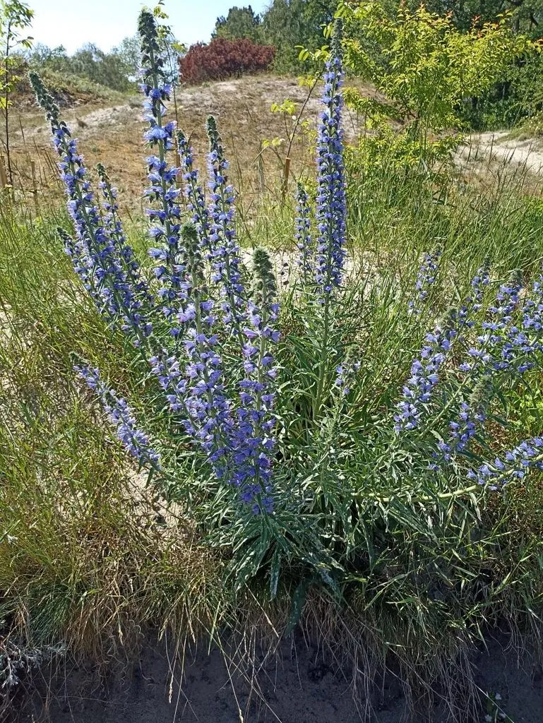 Калининградская область (не только море и янтарь) 