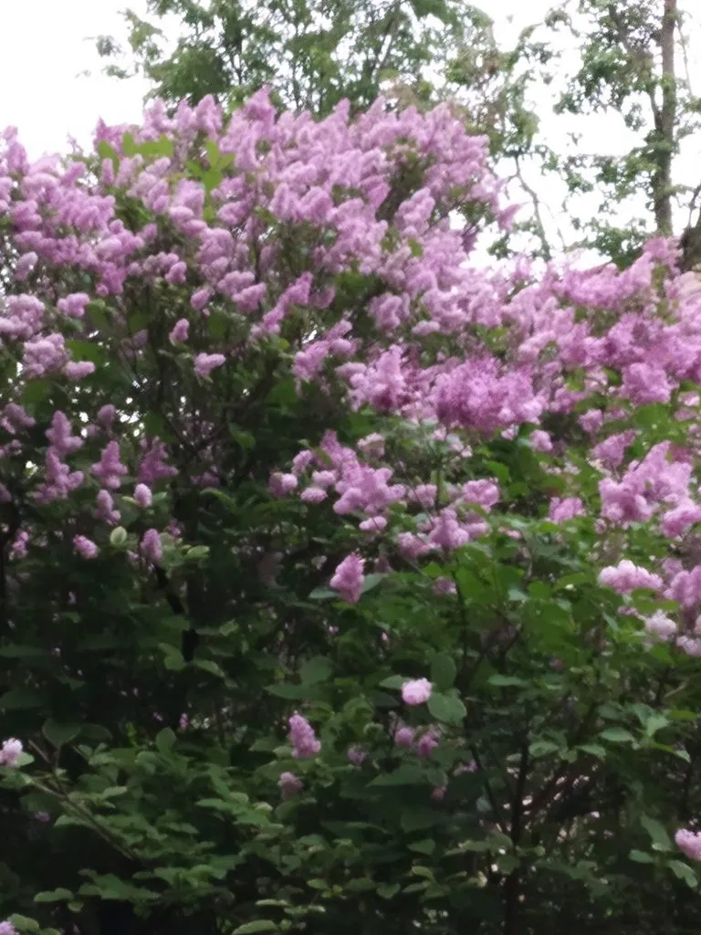 Чайная беседка