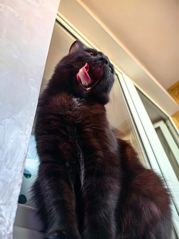 Tapтaлeтки & Ко