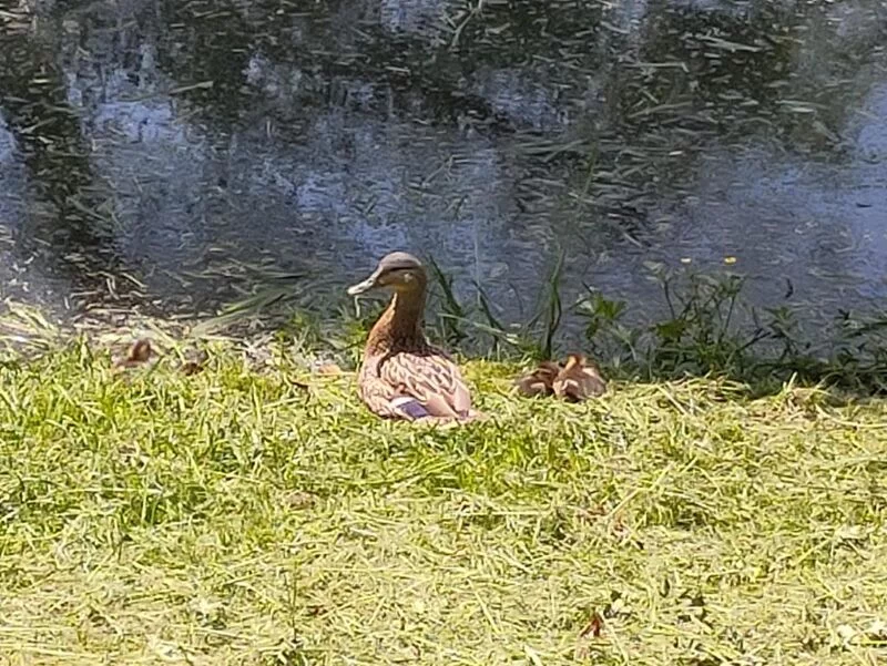 Чайная беседка