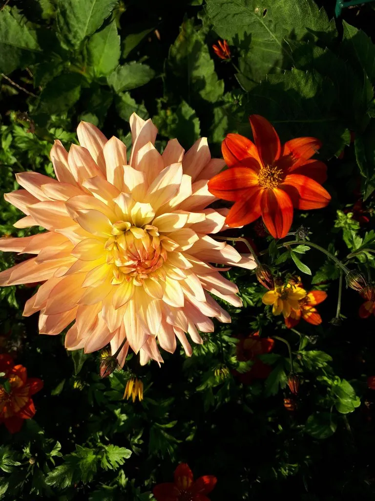 Чайная беседка