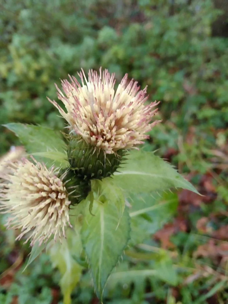 Флора