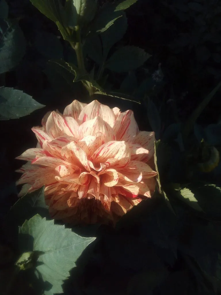 Чайная беседка