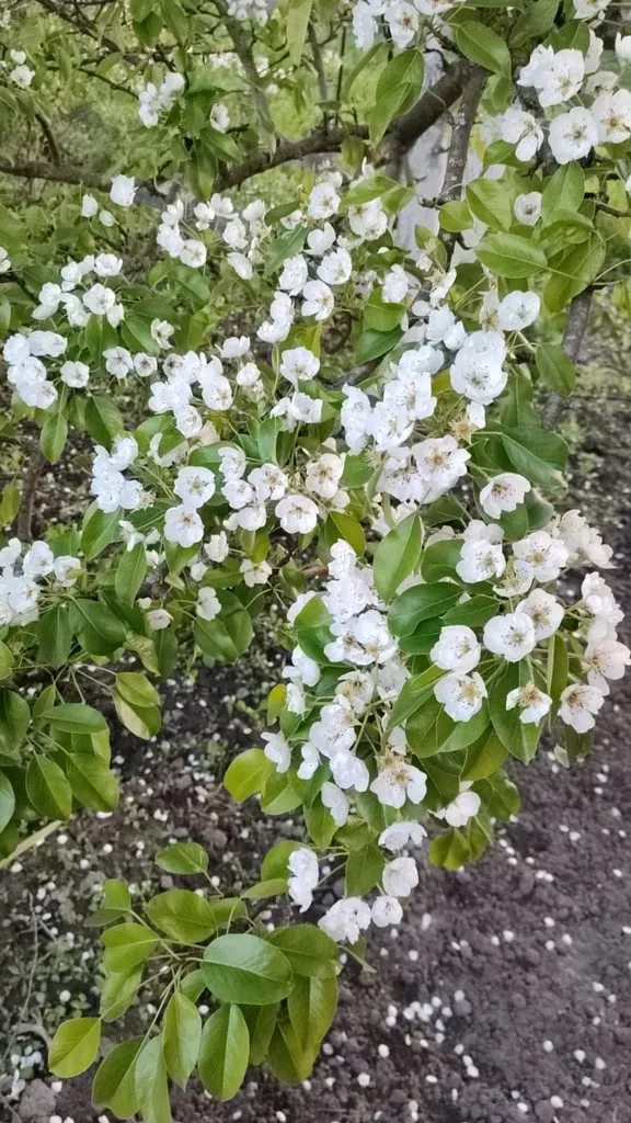 Чайная беседка