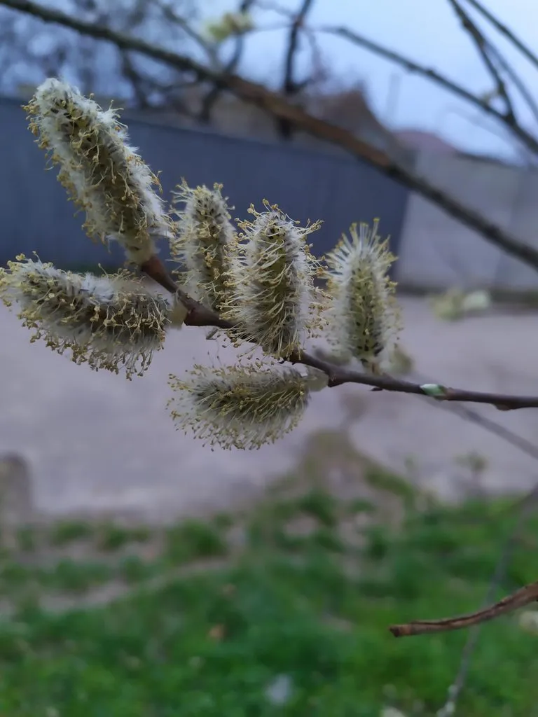 Чайная беседка