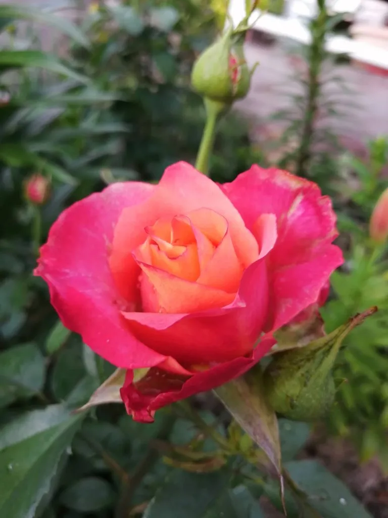 Чайная беседка