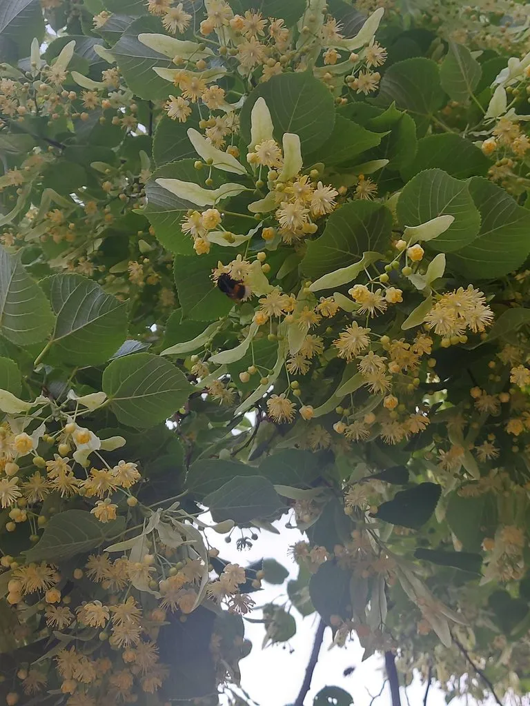 Чайная беседка