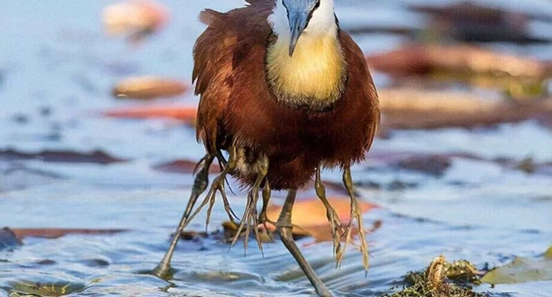 Это интересно!