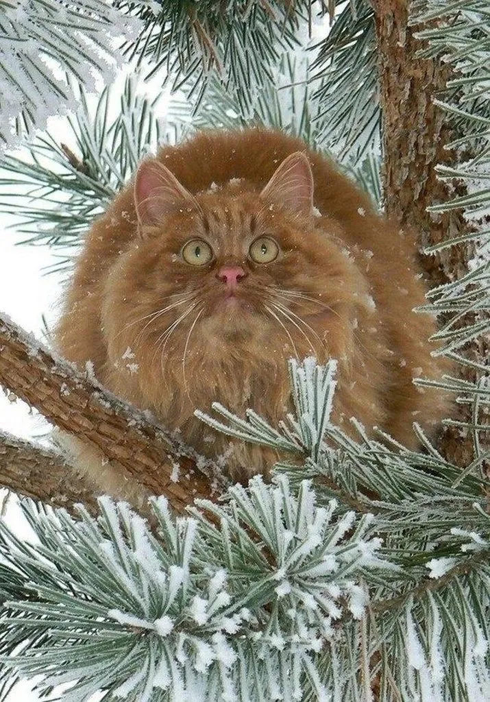 Эти забавные животные
