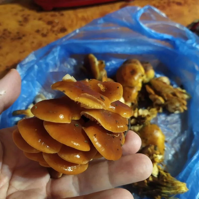 По грибы с лукошком